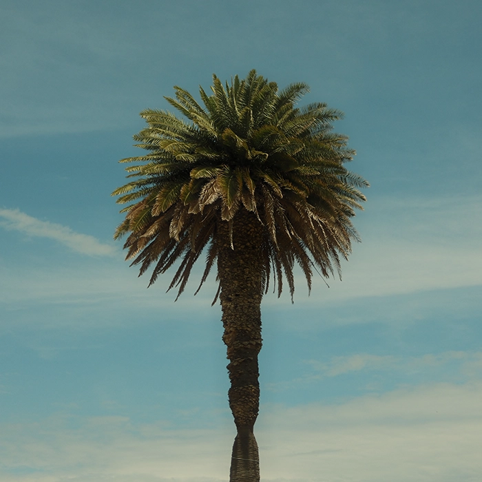 Palmier