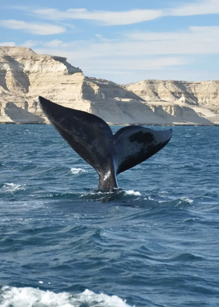 Baleine péninsule Valdés
