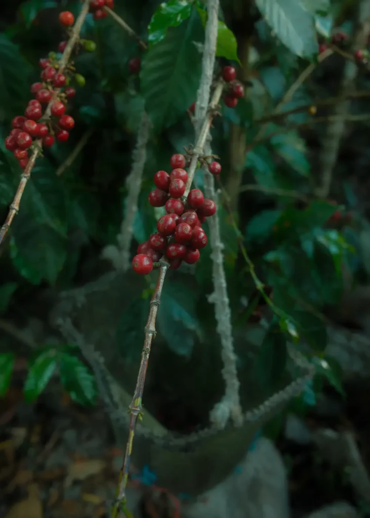 Café sur l'arbre