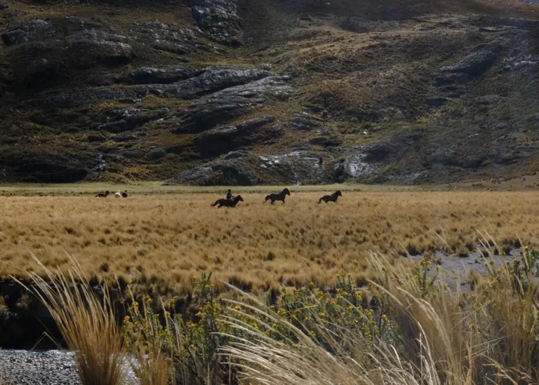 gaucho