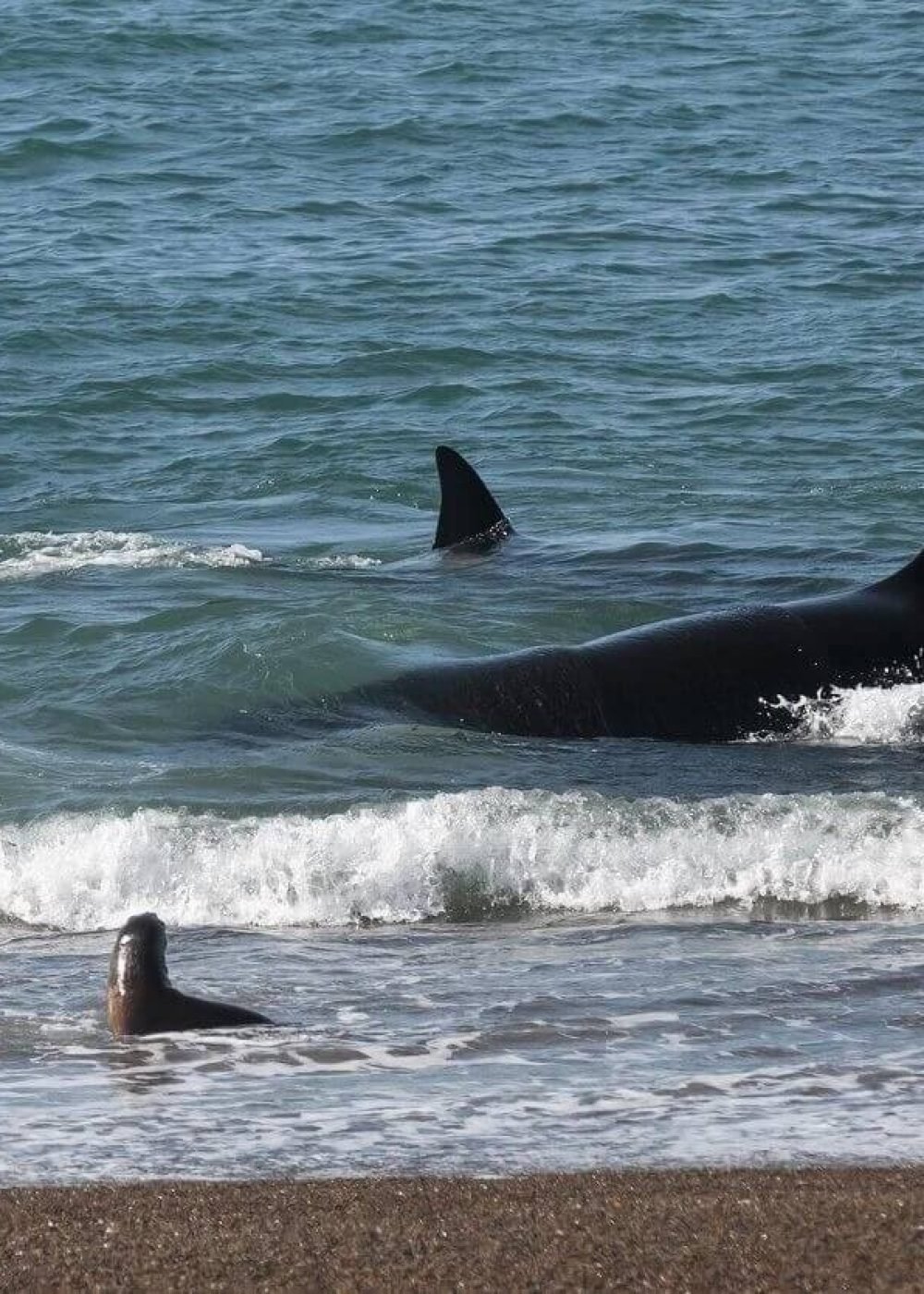Orque péninsule Valdés